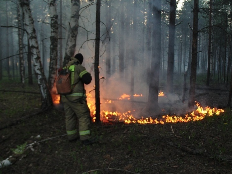 Леса Керженского заповедника захватил огонь