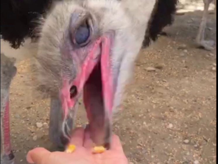 Страус укусил 3-летнюю девочку на экоферме в Мытищах