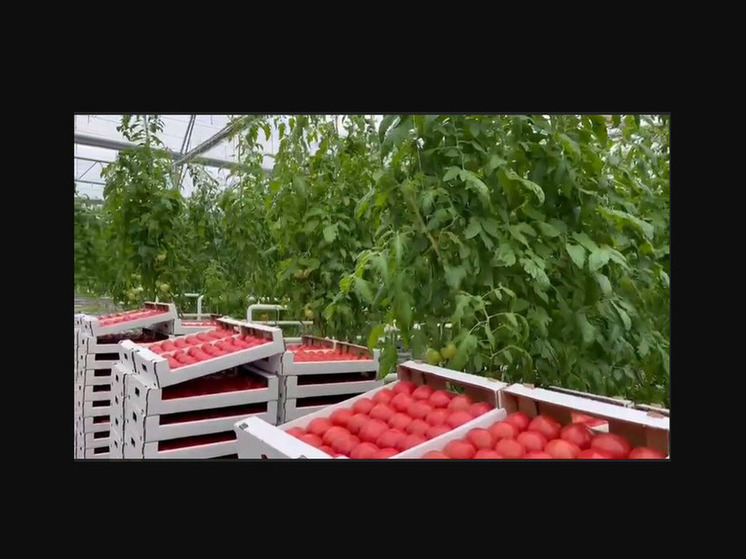 Дагестан увеличивает экспорт томатов и мяса