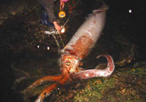 Подводные роботы запечатлели редкую самку глубоководного кальмара