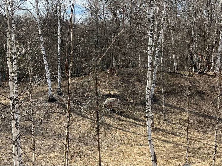 Камеры упустили пожар в Керженском заповеднике