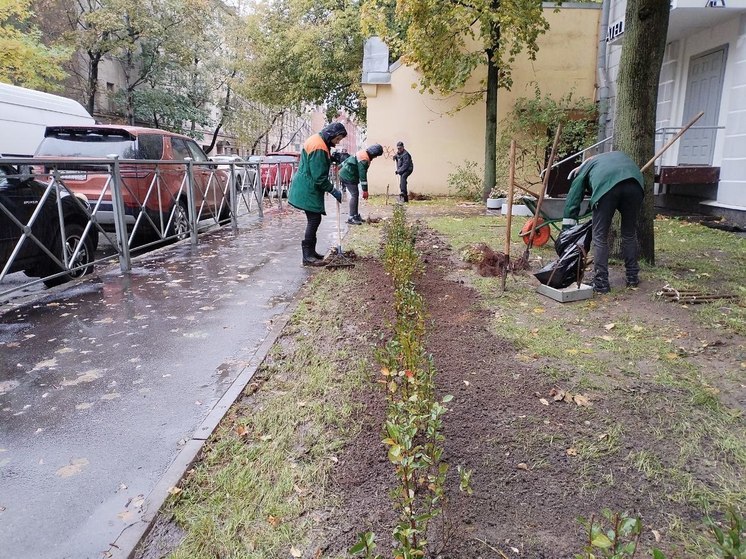 В Калининграде на улице Куйбышева заменят не выжившую живую изгородь