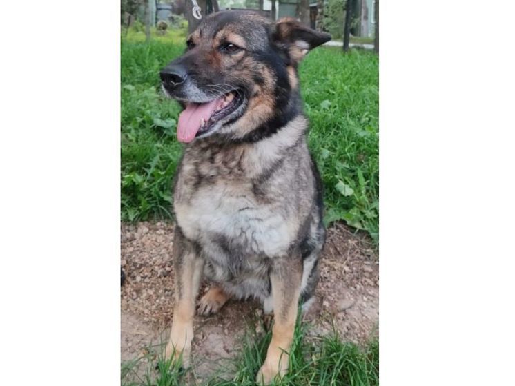 Смолянам предлагают стать хозяевами заслуженной полицейской собаки