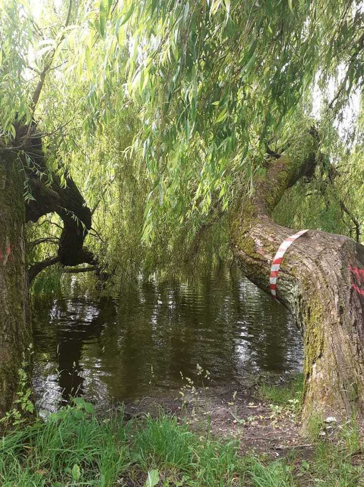 В Южном парке Калининграда не будут рубить помеченные краской ивы