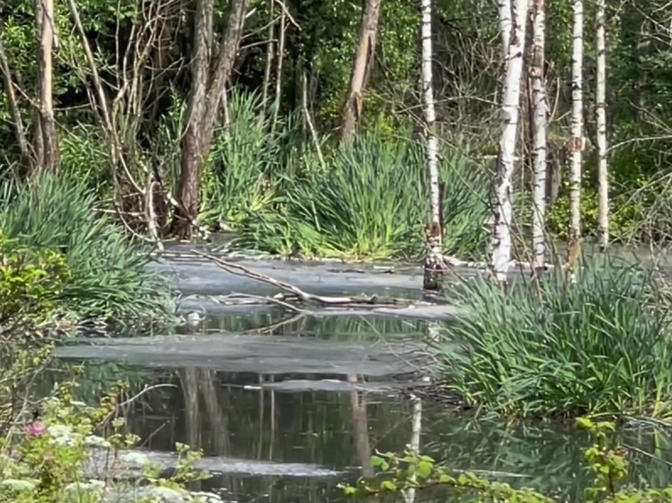 В Ярославской области лес залила канализация