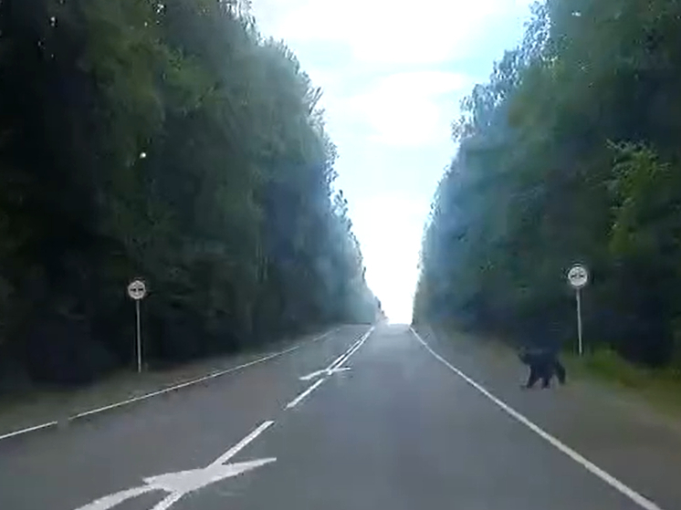 Медведь вышел на дорогу под Петрозаводском
