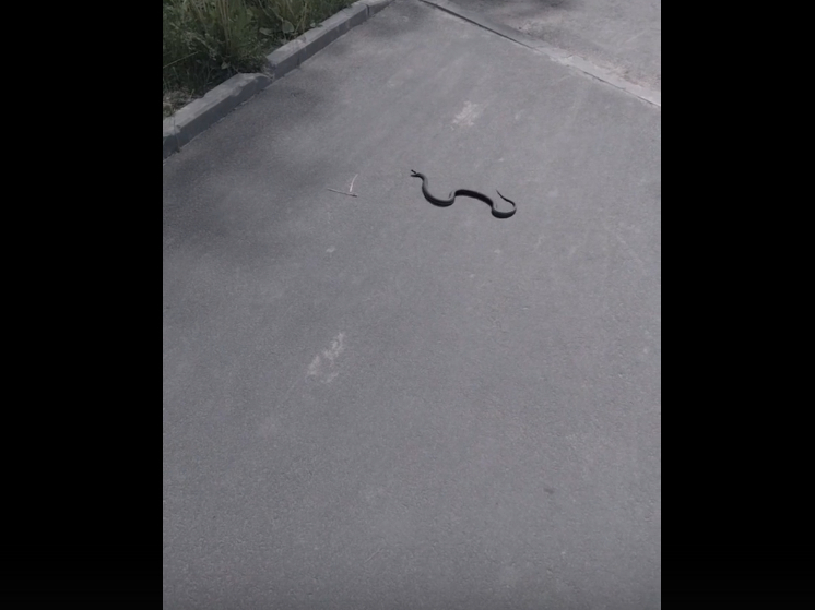 Змея проползла по проспекту в Петрозаводске