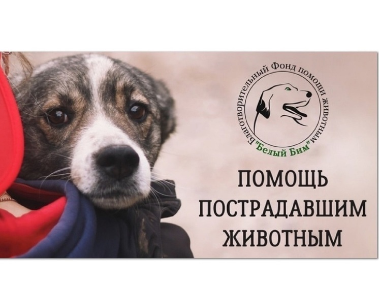 Костромские мурки просят помощи