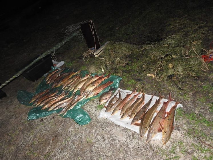 В Нижегородской области осудят троих браконьеров