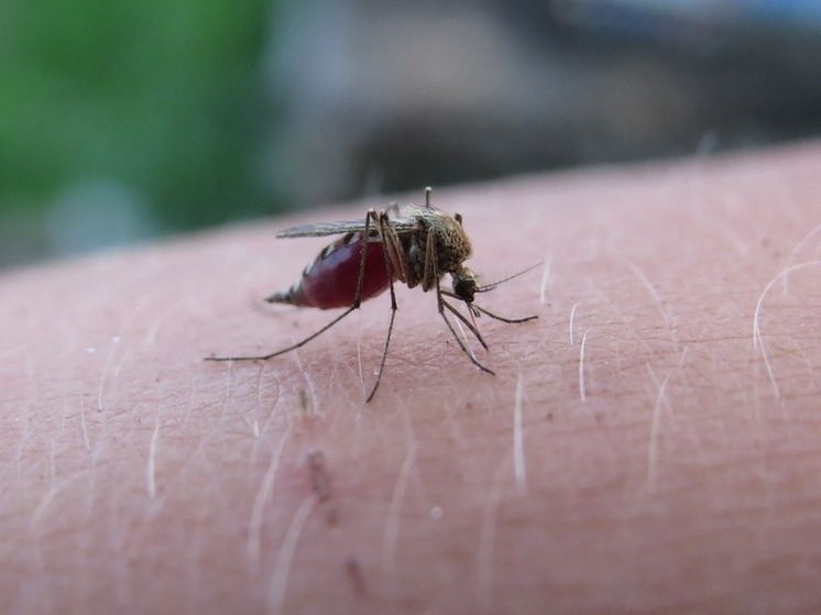 Алтайский биолог объяснила, почему от укусов комаров остаются такие большие шишки этим летом