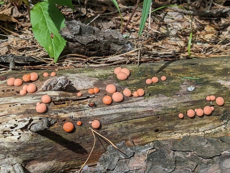 В лесах Рязанской области обнаружили смертельно опасное грибовидное существо