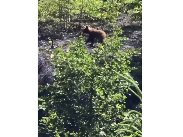 Около курорта Газпром в Сочи заметили одинокого медвежонка на прогулке
