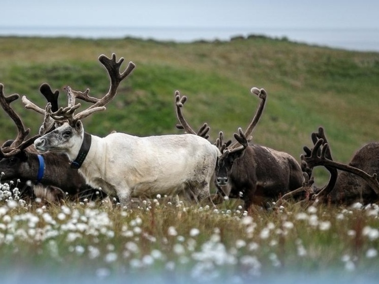 В НАО подвели итоги отраслевого соревнования среди оленеводческих хозяйств