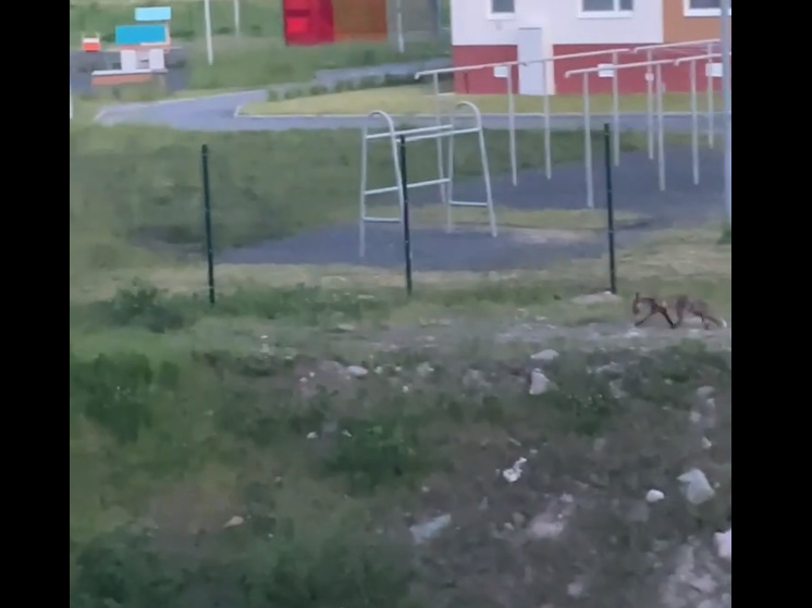 Дикого зверя заметили в микрорайоне Петрозаводска