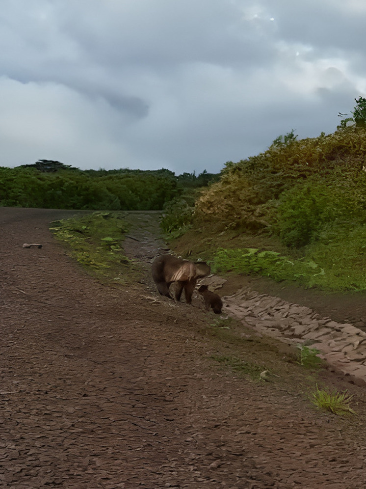 На Итурупе дорожную стройку посетила медвежья семья