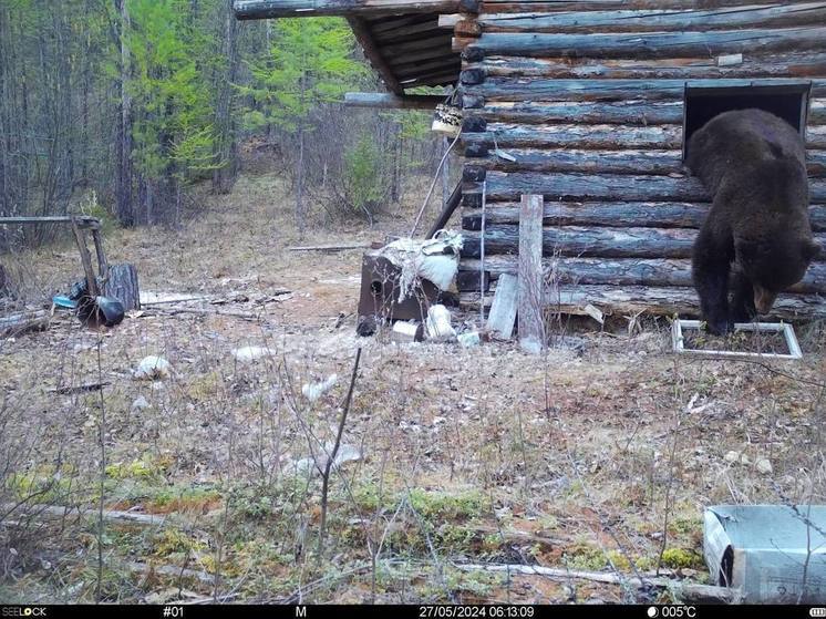 Видеофакт: В Якутии медведь выломал окно и залез в инспекторский домик