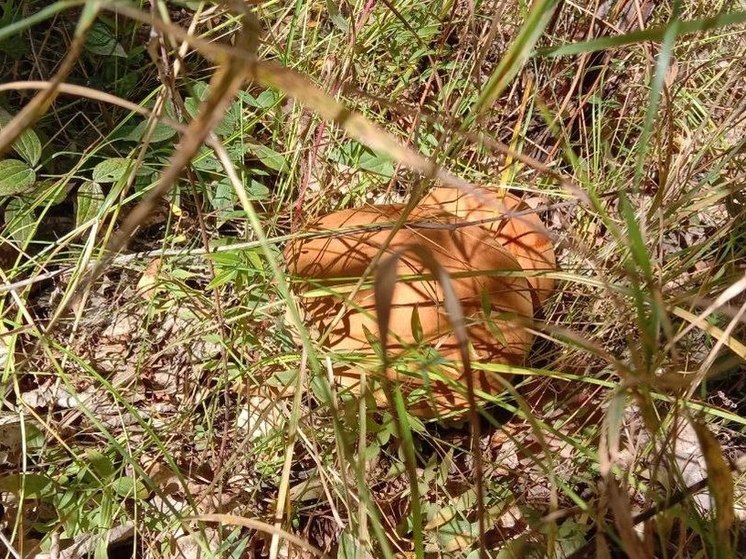 Грибной сезон стартовал в Хабаровском крае