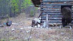В Якутии медведь выломал окно и залез в инспекторский домик