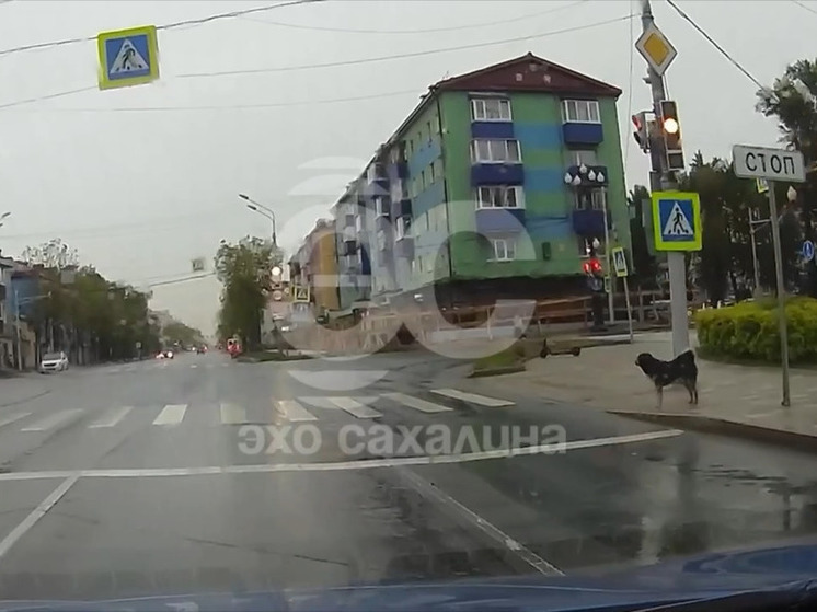На Сахалине сняли на видео законопослушную собаку