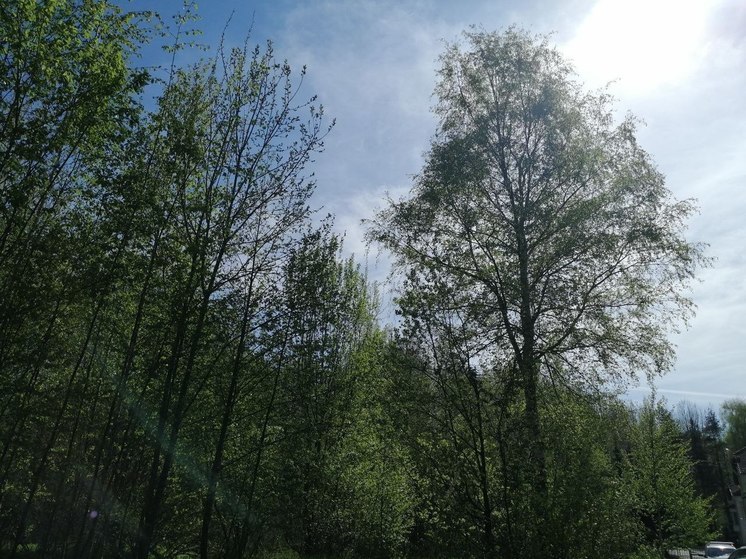 В Железнодорожном поймали «черных лесорубов»