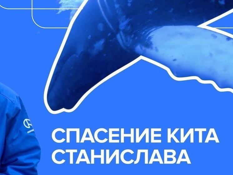 Появился фильм о спасении кита Станислава в районе Териберки