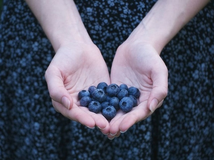 Донецкое предприятие планирует стать самым крупным производителем голубики в Донбассе и Новороссии
