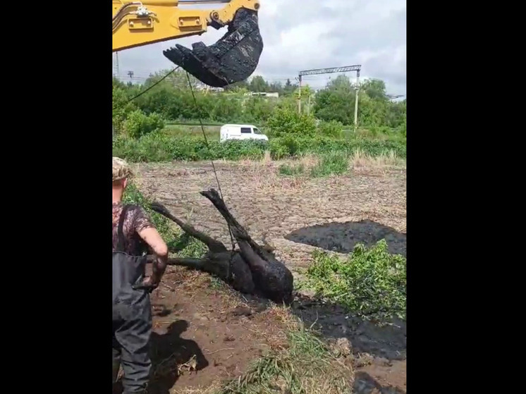 В Пензе на очистных сооружениях на улице Аустрина застрял лось