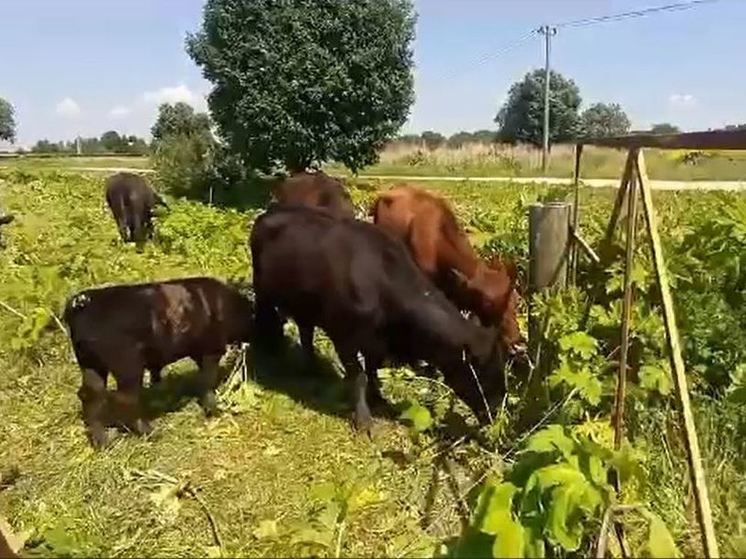 В битве с борщевиком Ленобласти помогут гатчинские быки