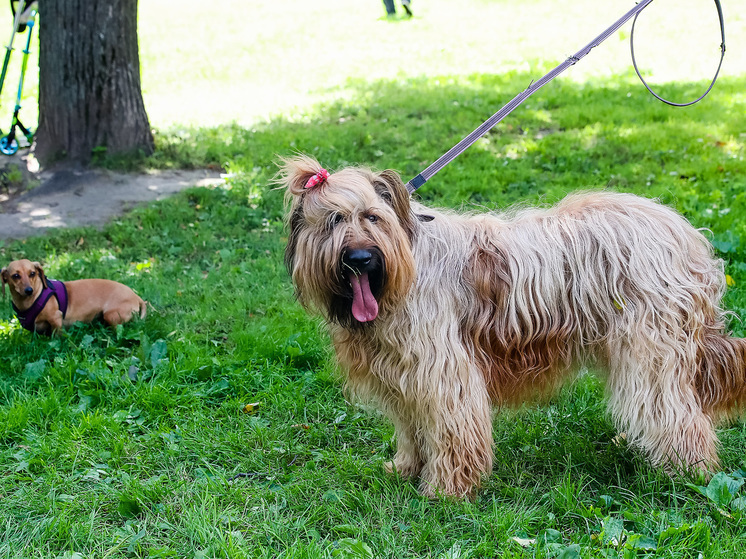 Кинолог: покупка собаки в качестве сюрприза — не лучший вариант