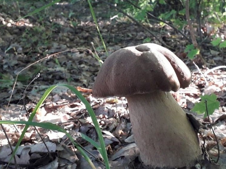 Под Рязанью нашли поляну с белыми грибами весом около 500 граммов