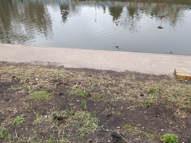 В Патрушихинском пруду в Екатеринбурге утонула женщина