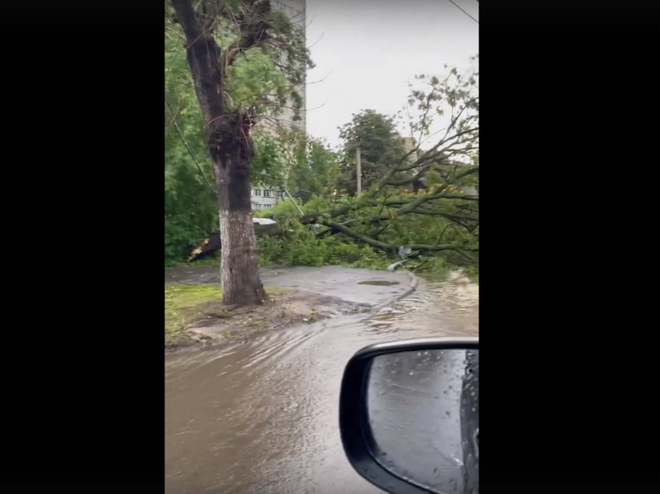 Дерево рухнуло перекрёстке улиц Есенина и Фирсова в Рязани