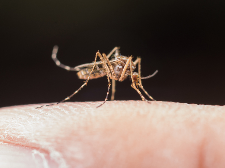 Энтомолог рассказала, когда в Алтайском крае ждать пика нашествия комаров