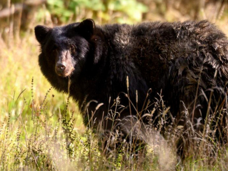 Турист из Пермского края встретил в лесу медведя и обратил его в бегство криком