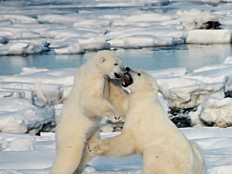 Руководитель Росприроднадзора Радионова предложила сделать белого медведя символом России