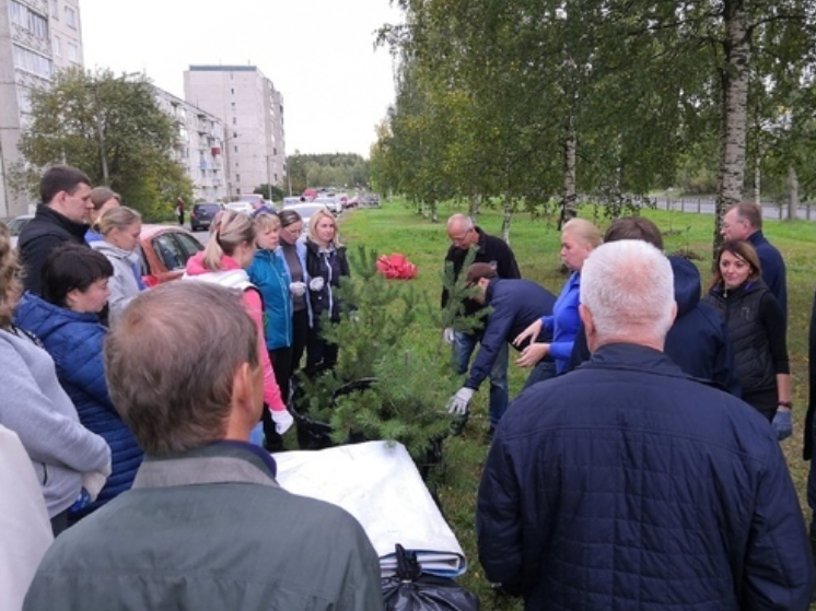 Дождь сорвал высадку деревьев в Сегеже