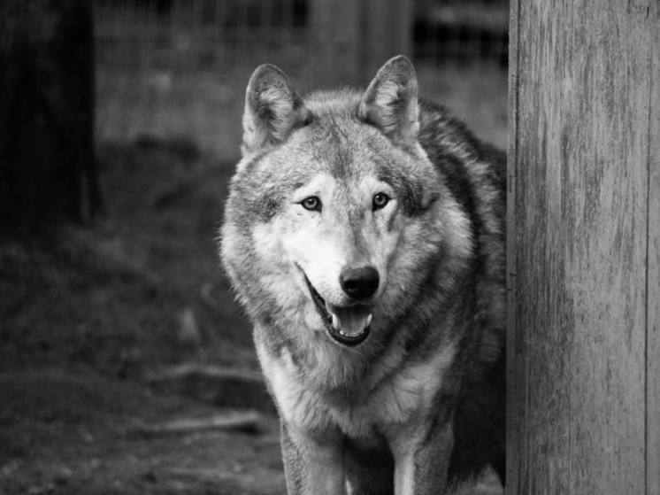 В зоопарке Челябинска умер 17-летний волк Люк