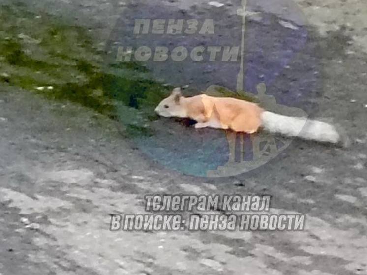 В Пензе от жары белка спустилась попить к луже