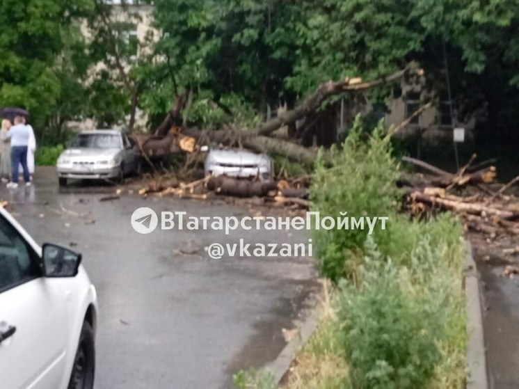 В Казани дерево упало на припаркованный автомобиль