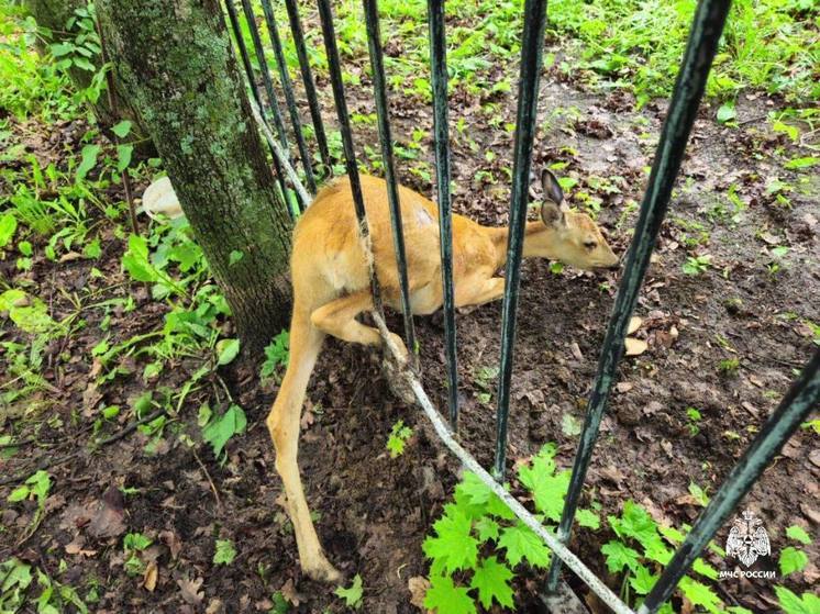 Пожарные в Канаше спасли застрявшую в заборе косулю