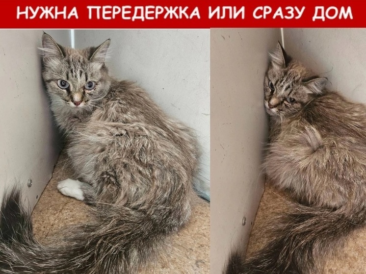 В Ноябрьске спасли застрявшего на колесе машины кота
