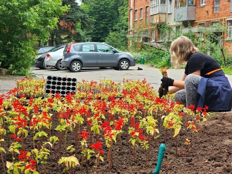 В Пущино городская клумба перед музеем оформлена сальвией