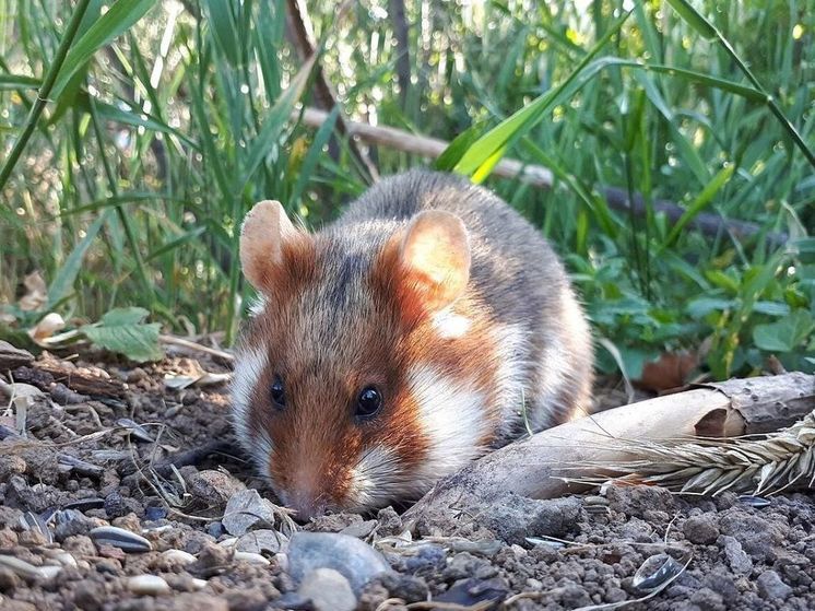 В Минэкологии Подмосковья попросили сообщать о встречах с хомяками