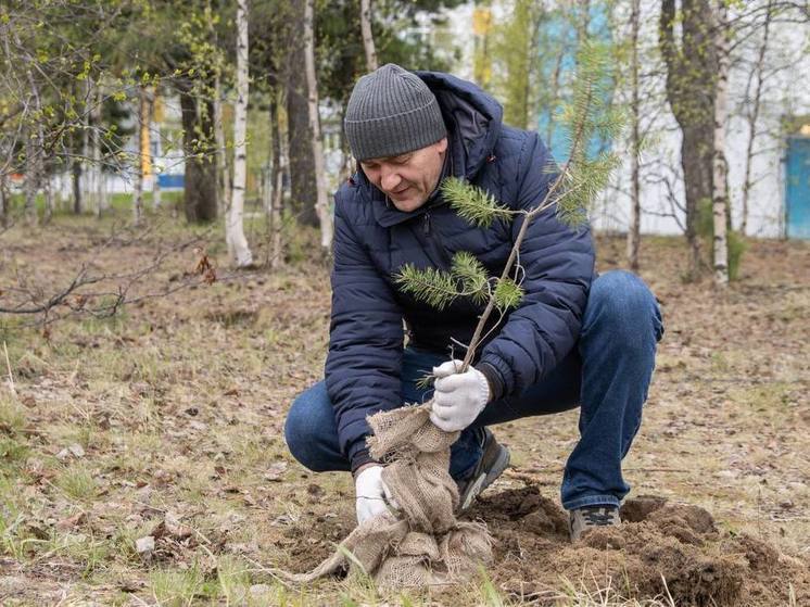 Больше 2 тысяч деревьев за день посадили в Надымском районе