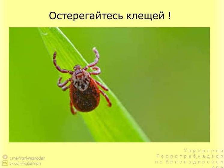 Число пострадавших от клещей на Кубани в 1,5 раза больше, чем в прошлом году