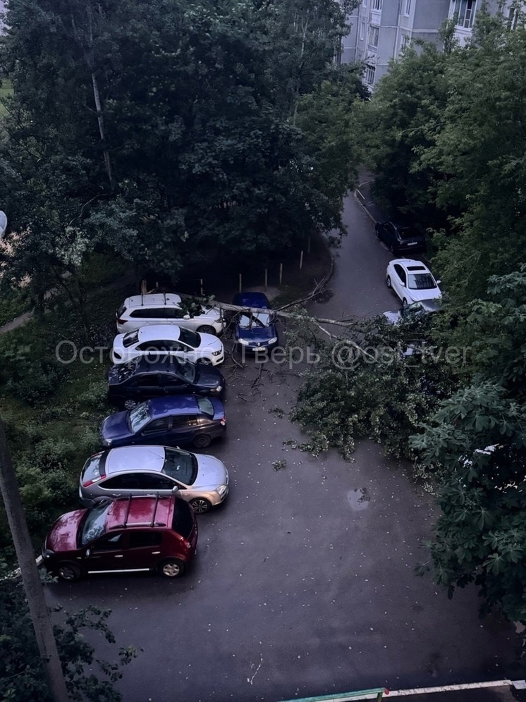 В тверском дворе упавшее дерево повредило несколько машин
