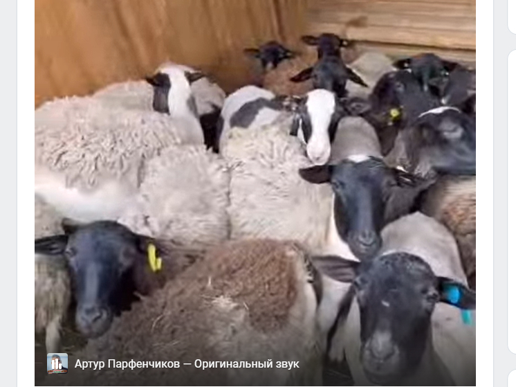 Глава Карелии рассказал про 13 породистых барашков