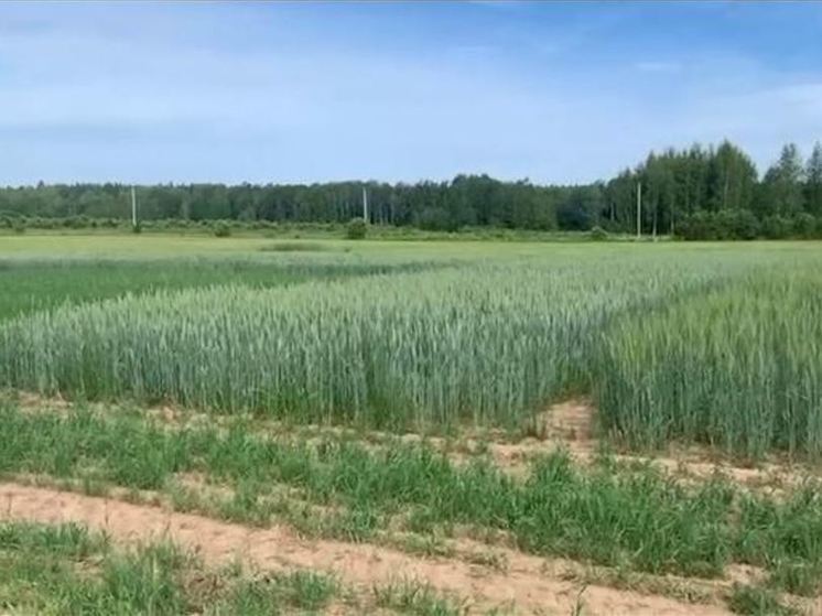 В Лужском районе пройдет главное сельскохозяйственное событие года - День поля