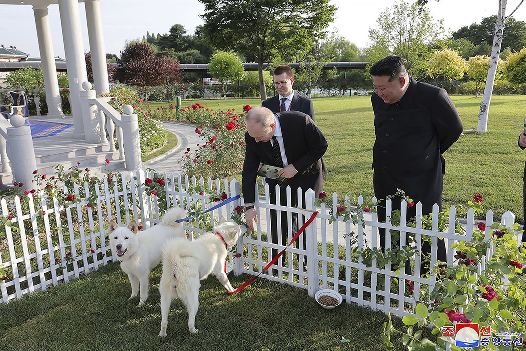 В КНДР Путину подарили редких охотничьих собак: кадры всех питомцев президента