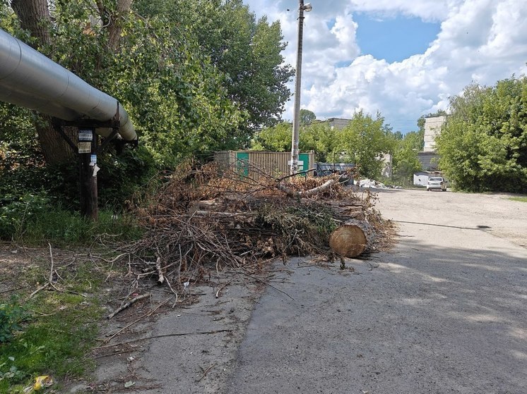 Пензенцы просят убрать рухнувшие деревья на проспекте Победы